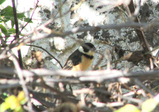 Image of Cinnamon-rumped Seedeater