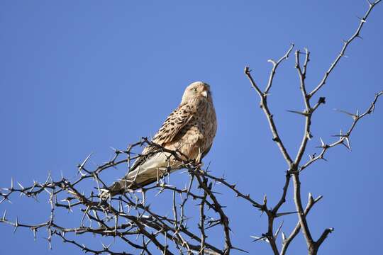 صورة Falco rupicoloides Smith & A 1829