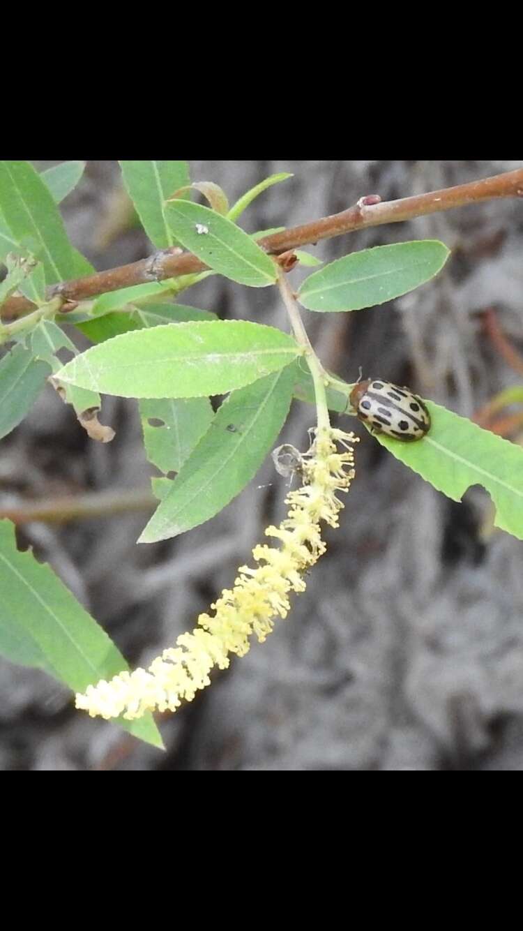 Sivun Chrysomela (Macrolina) texana (Schaeffer 1920) kuva