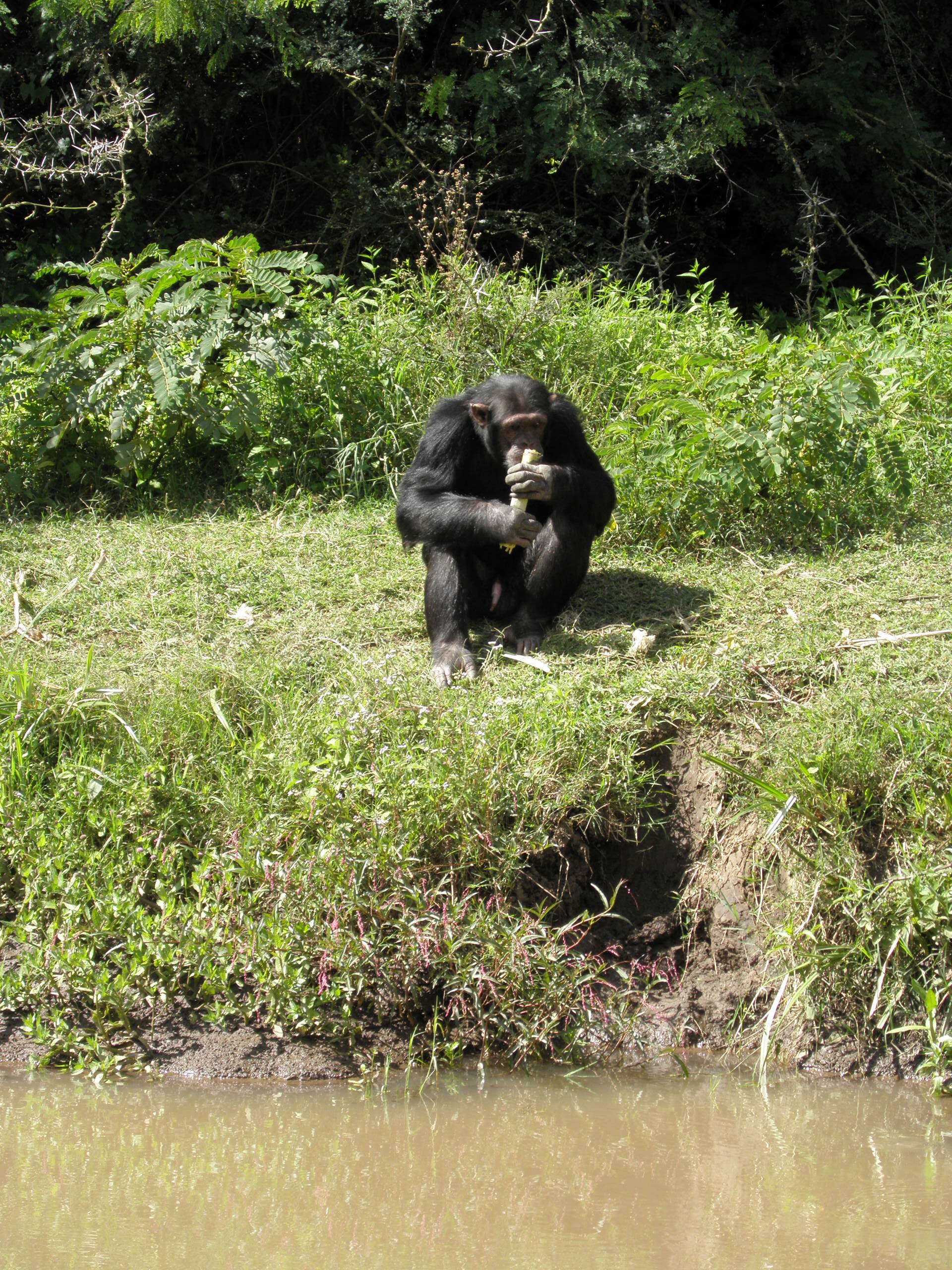 Image of Eastern Chimpanzee