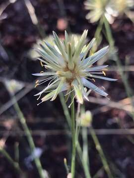 Image of Ptilotus fusiformis (R. Br.) Poir.