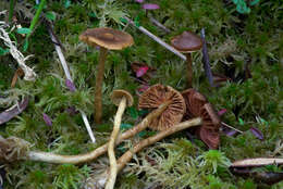 Image of Cortinarius tubarius Ammirati & A. H. Sm. 1972