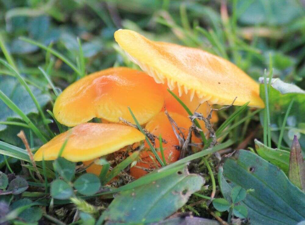 Image of Hygrocybe ceracea (Sowerby) P. Kumm. 1871