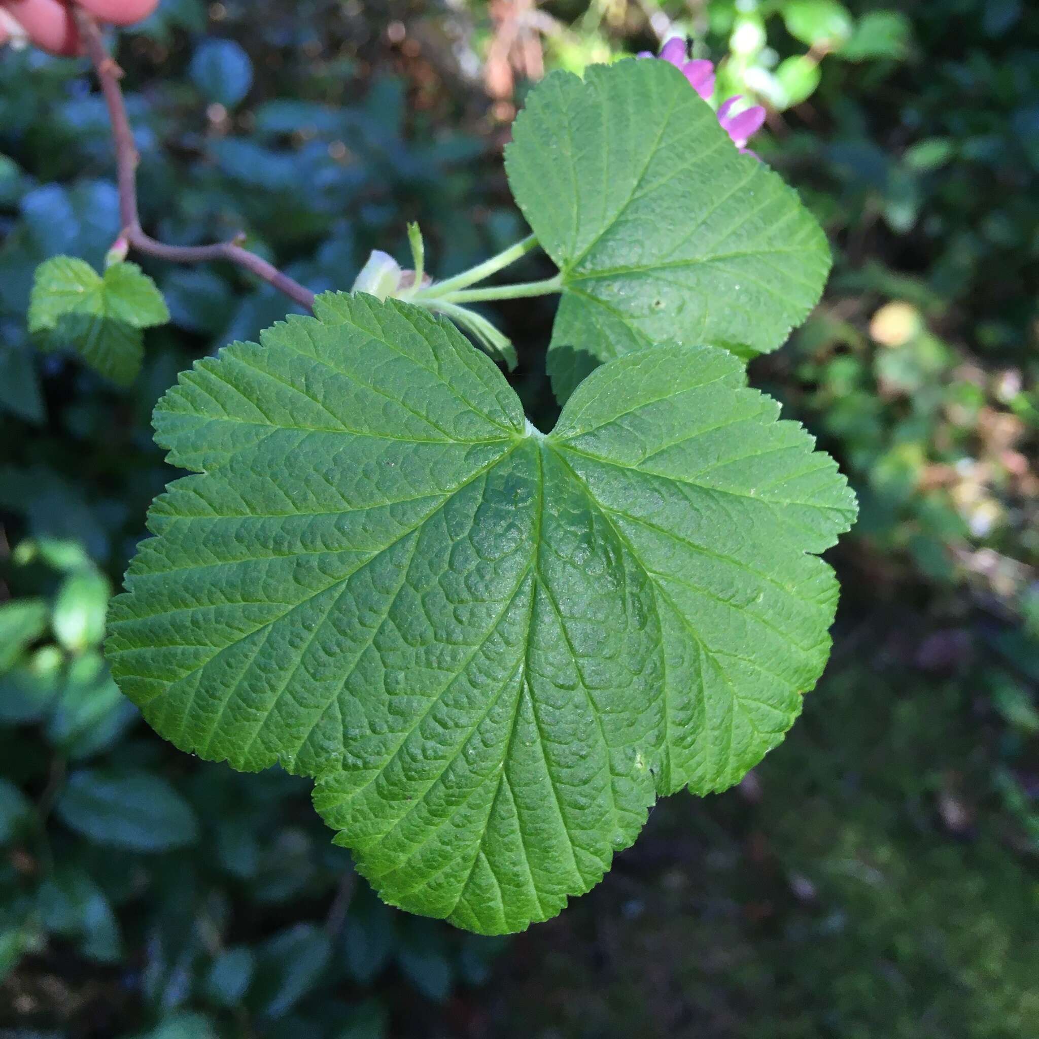 صورة Ribes sanguineum var. glutinosum (Benth.) Loud.