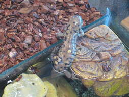 Image of Barred Tiger Salamander