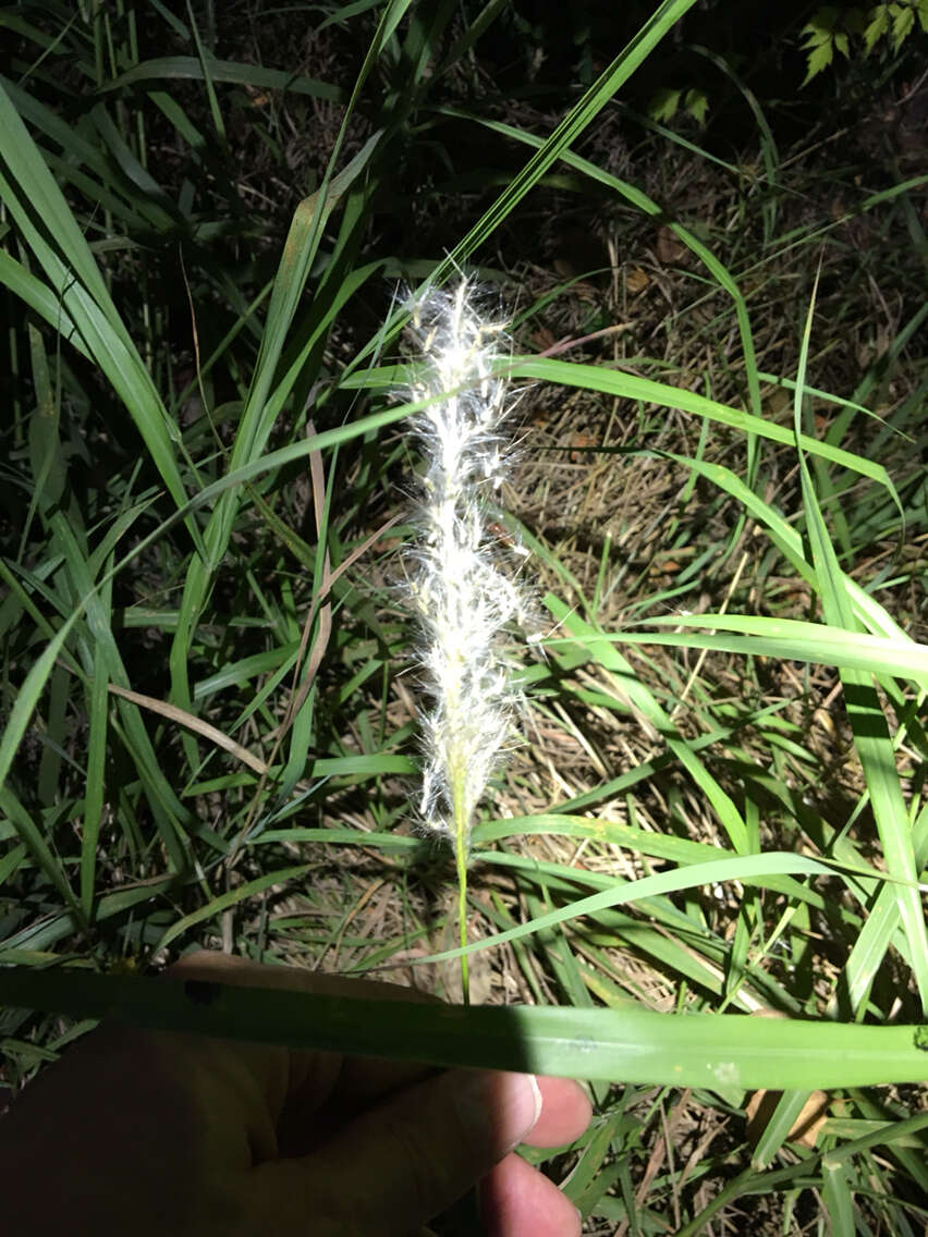 صورة Bothriochloa saccharoides (Sw.) Rydb.