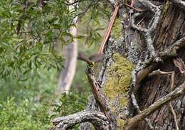 Image of Helmeted Honeyeater