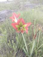 Слика од Hippeastrum glaucescens (Mart. ex Schult. & Schult. fil.) Herb.