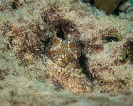 Image of Day octopus