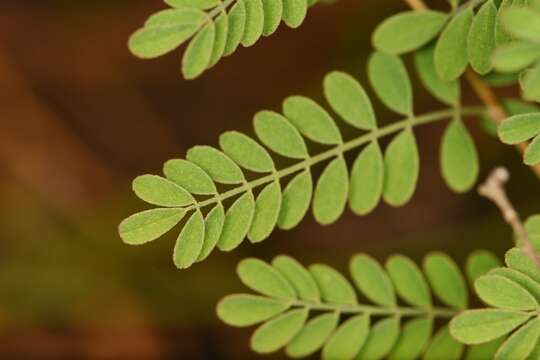 Image of Florida prairie-clover