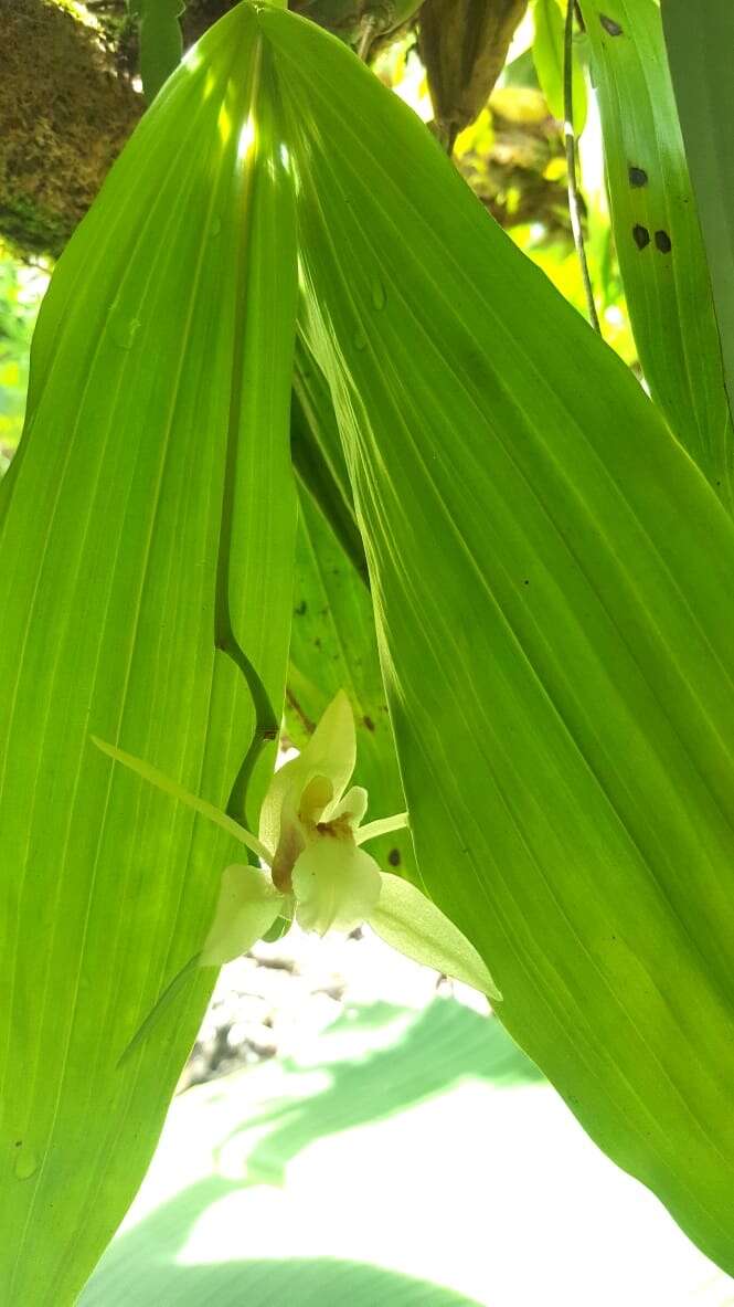 Image of Guam coelogyne