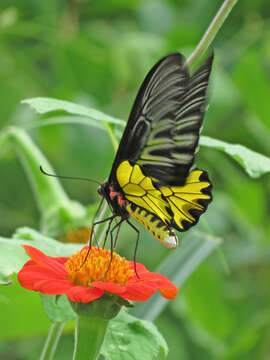 Image of Golden Birdwing Butterfly