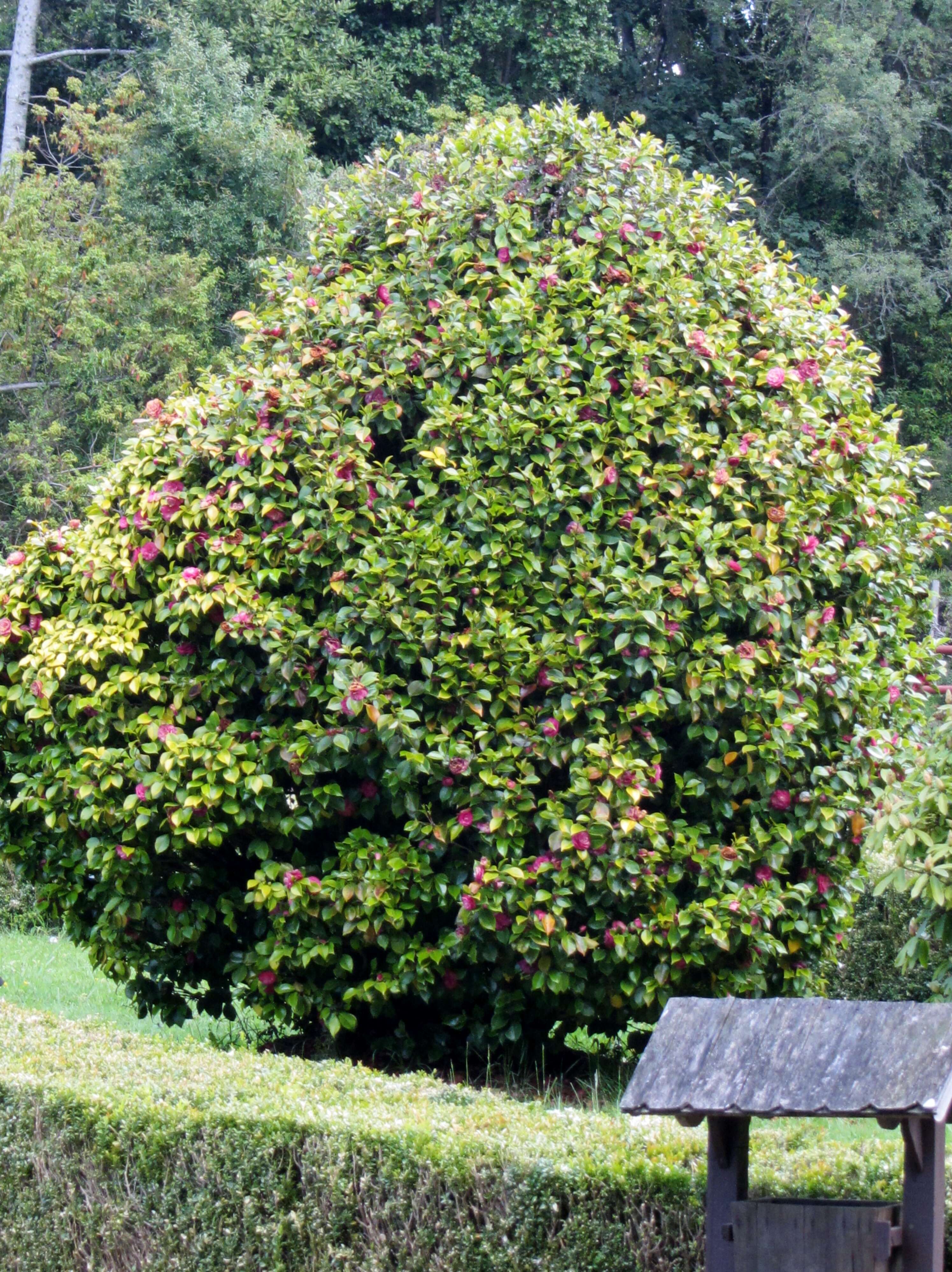 Image of camellia