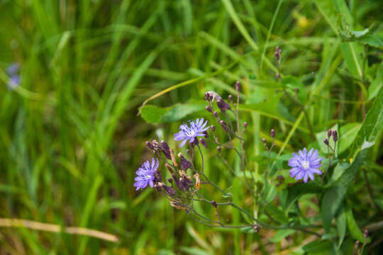 Image of Lactuca sibirica (L.) Maxim.