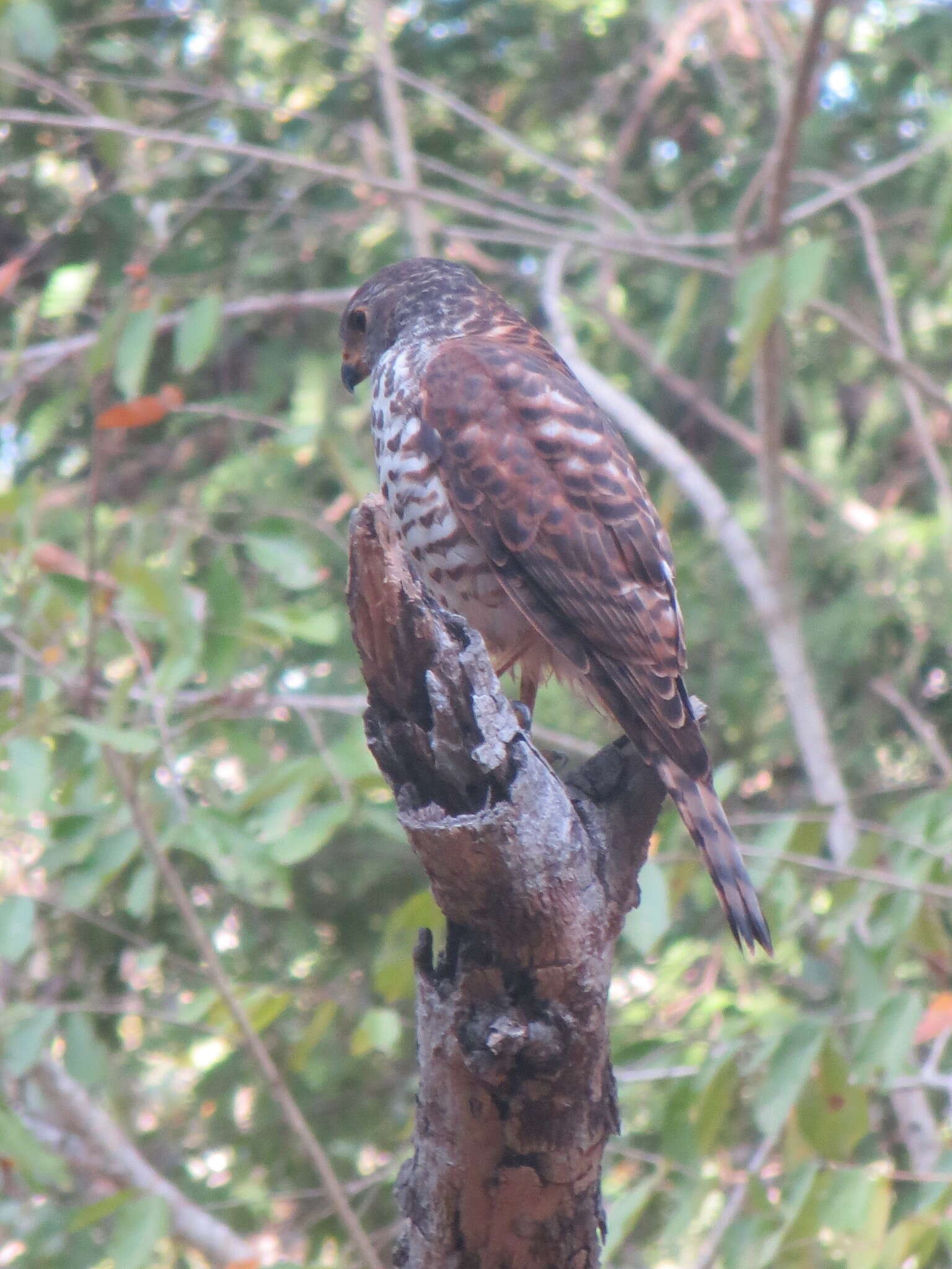 صورة Accipiter hiogaster (Müller & S 1841)