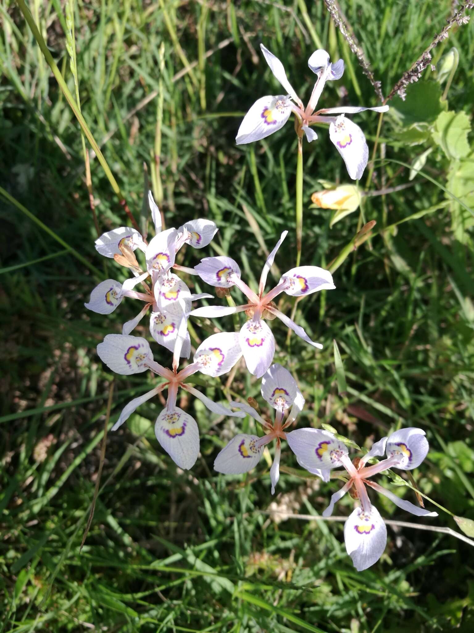 Image of Moraea elliotii Baker