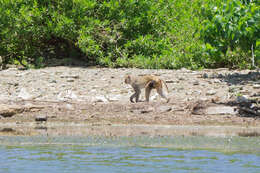 Image of Rhesus Monkey