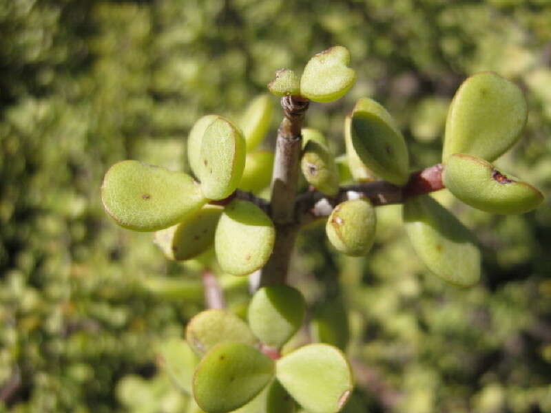 Image of portulacaria