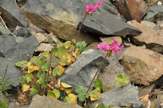 Imagem de Pelargonium endlicherianum Fenzl