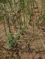 Image of St. Lawrence waterhorehound