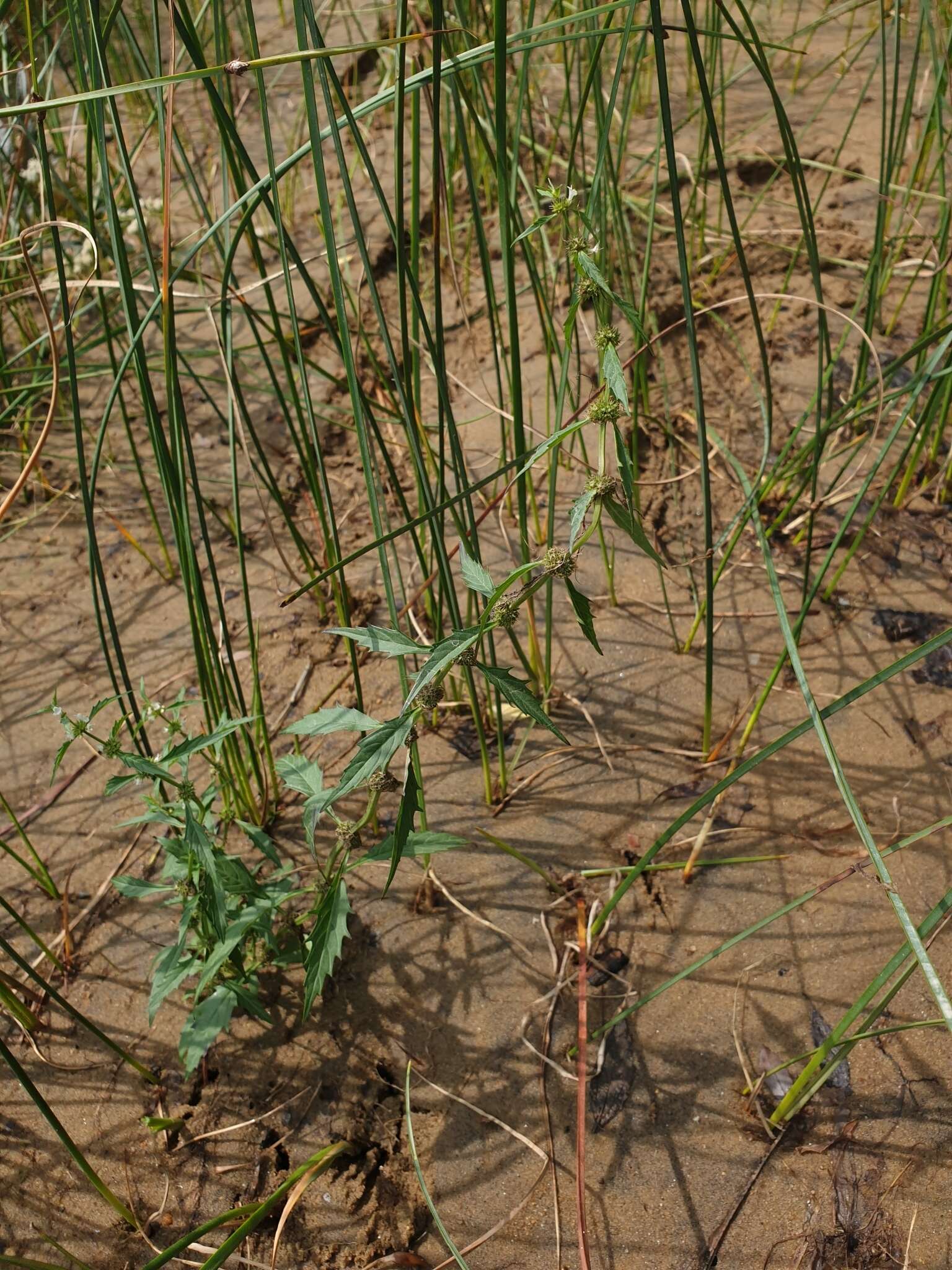 Image of St. Lawrence waterhorehound