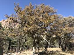 Image of Arizona White Oak