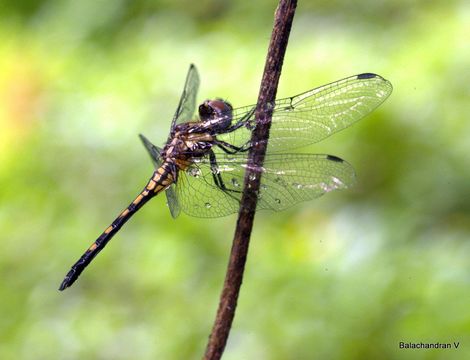 Image of <i>Epithemis mariae</i> (Laidlaw 1915)