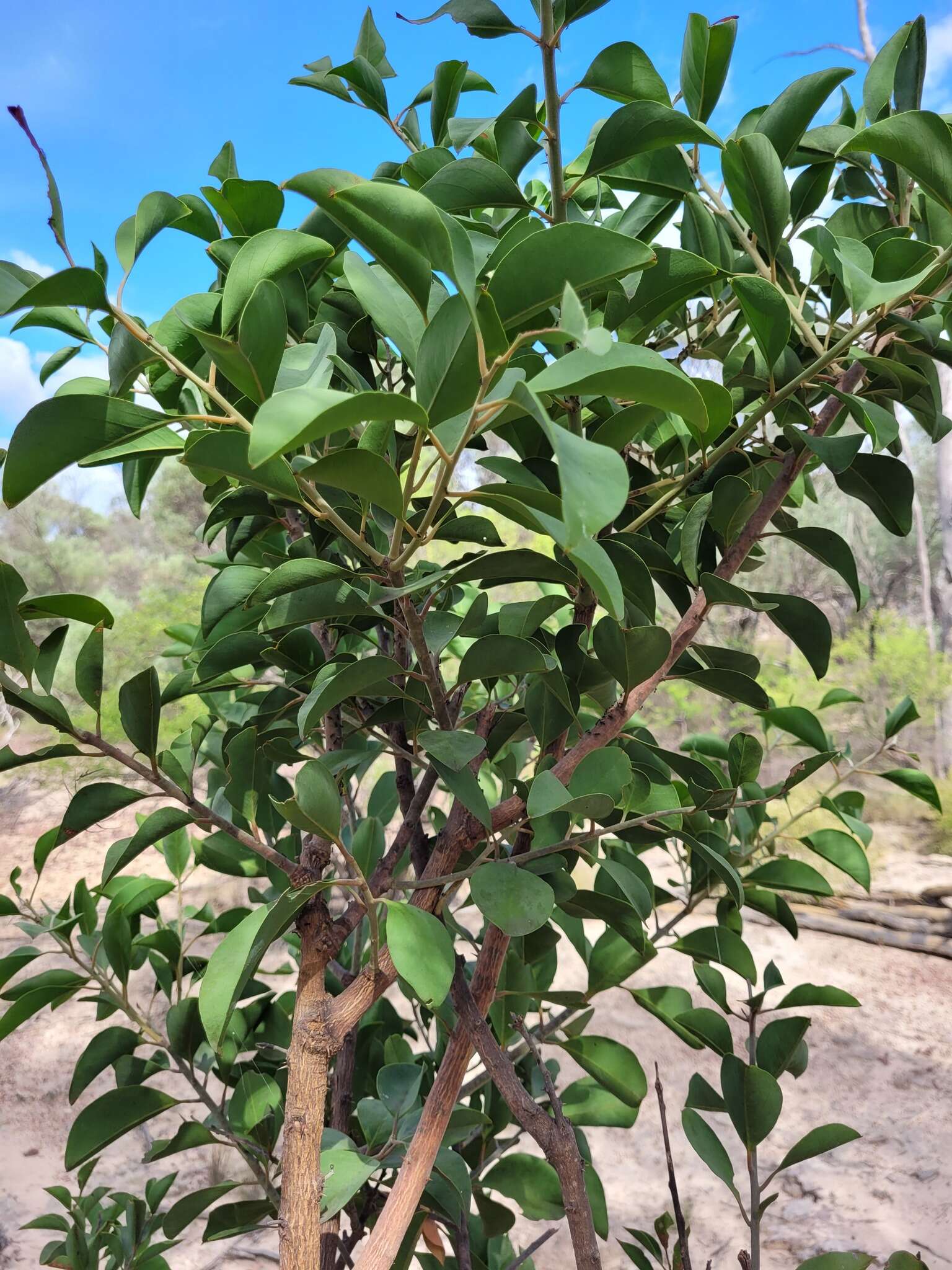 Image of Capparis canescens Banks ex DC.