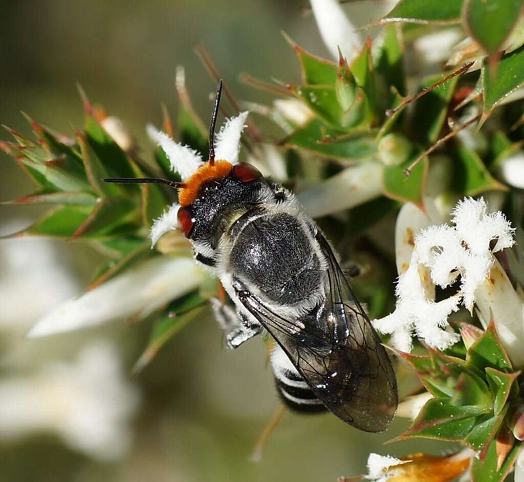 Image of Megachile aurifrons Smith 1853