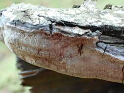 Phellinus laevigatus (P. Karst.) Bourdot & Galzin 1928的圖片