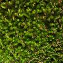 Image of sematophyllum moss