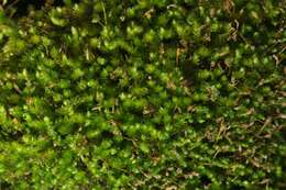 Image of sematophyllum moss