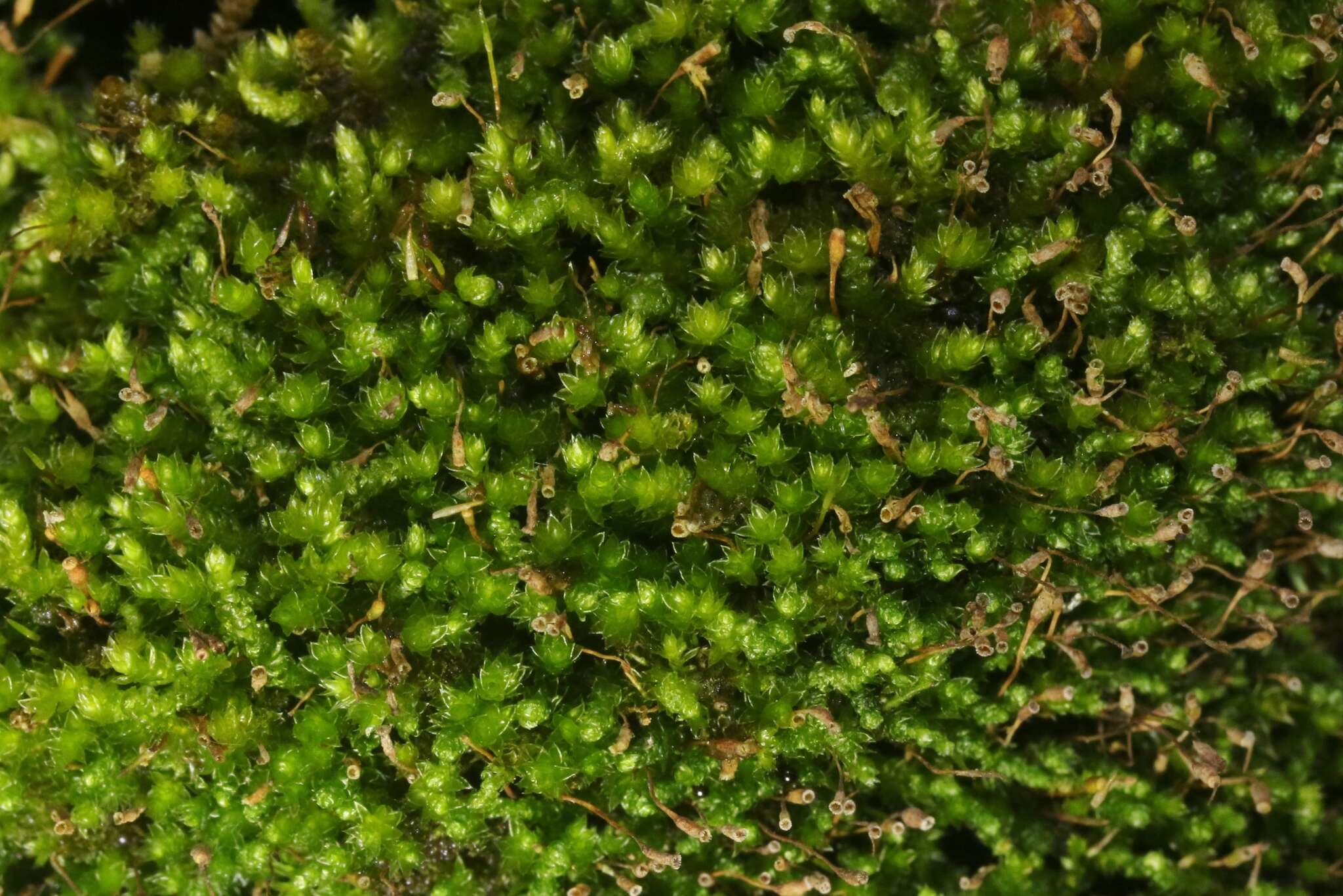 Image of sematophyllum moss