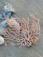 Image of Broad Sea Fan