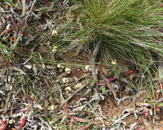 Imagem de Templetonia stenophylla (F. Muell.) J. M. Black