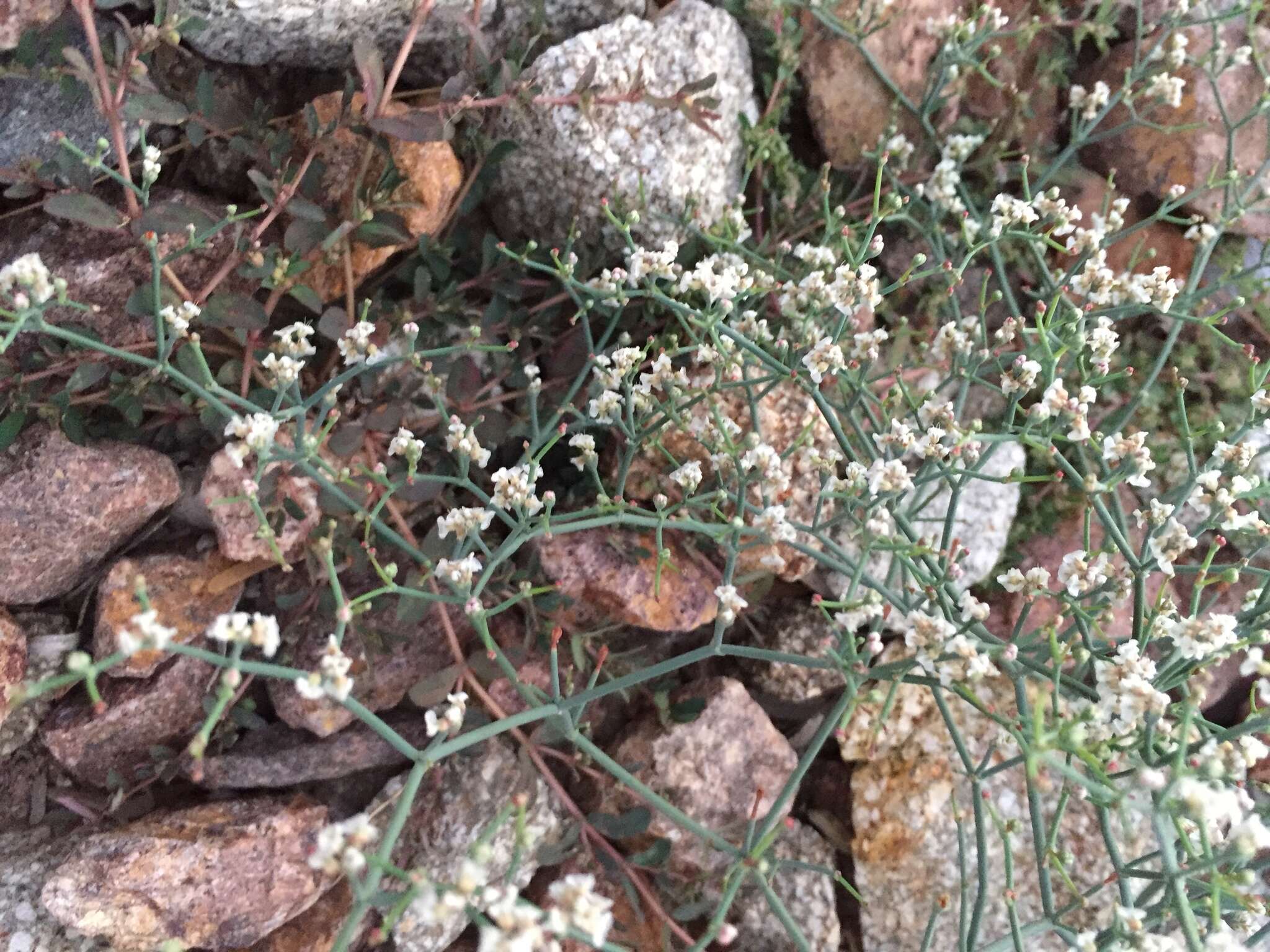 Imagem de Eriogonum rotundifolium Benth.