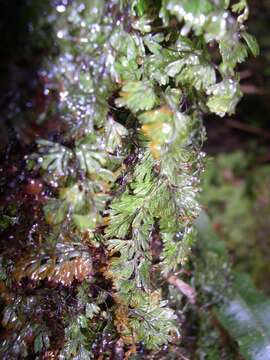 Image of Tunbridge filmy fern