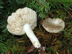 Sivun Lactarius pallidiolivaceus Hesler & A. H. Sm. 1979 kuva