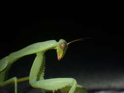 Image of Trachymantis dentifrons Stal 1877