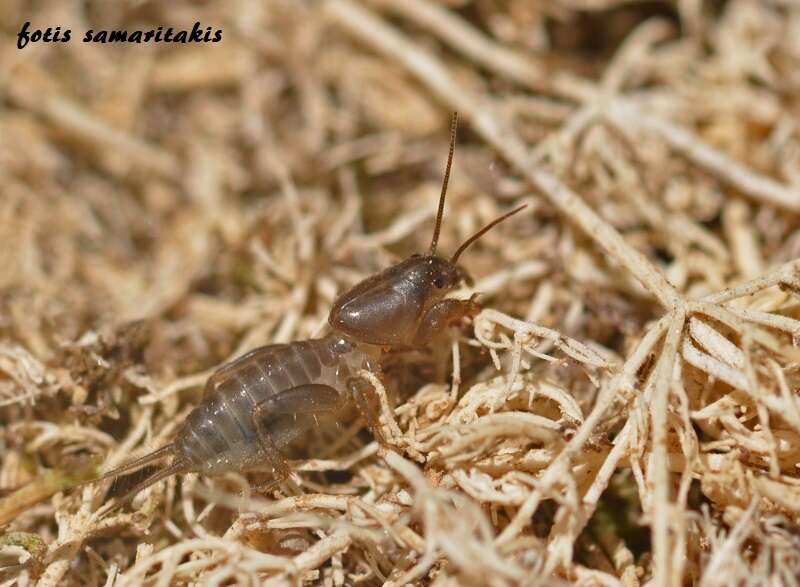 Image of Gryllotalpa stepposa Zhantiev 1991