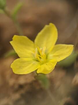 Image of glandular dwarf-flax