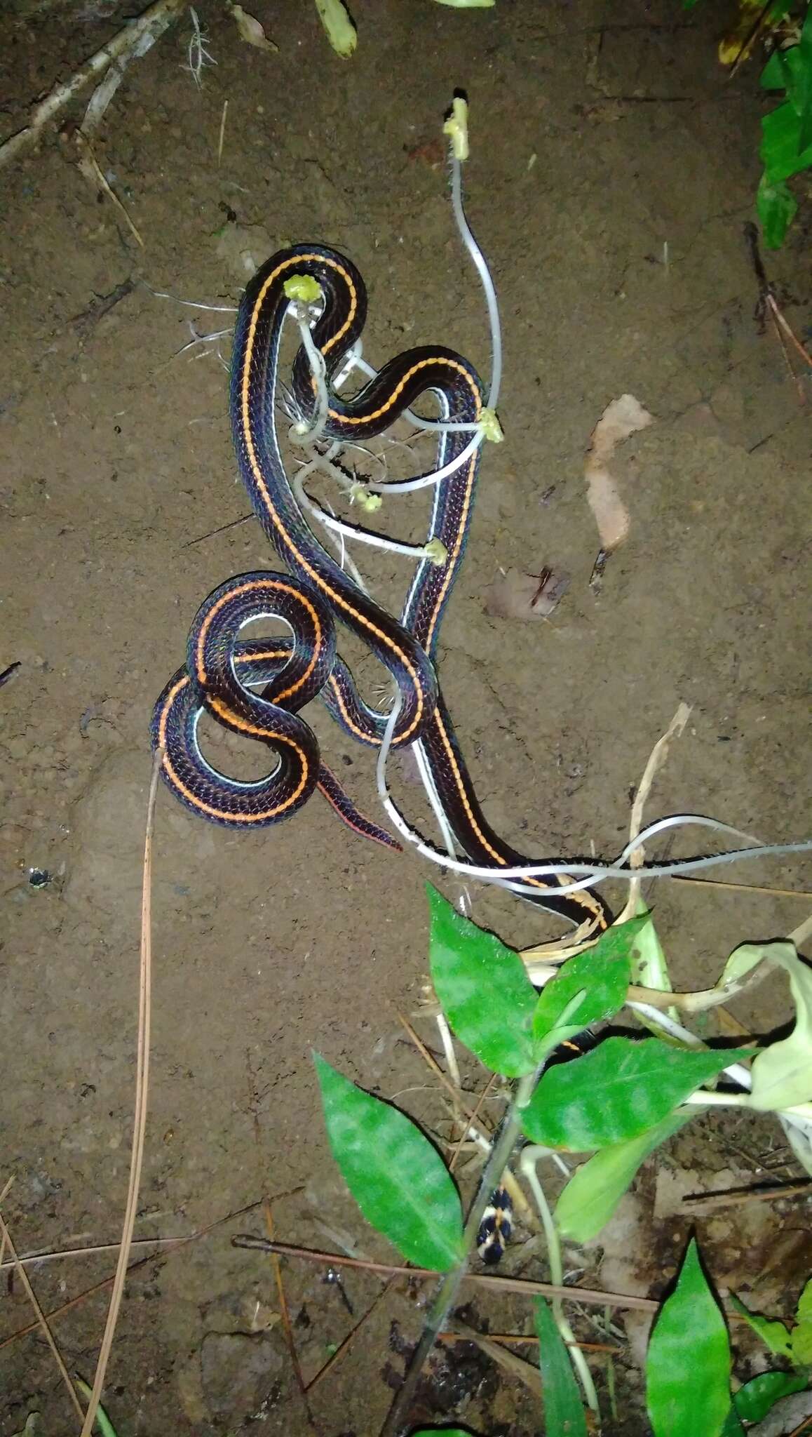 Image of Banded Malaysian Coral Snake