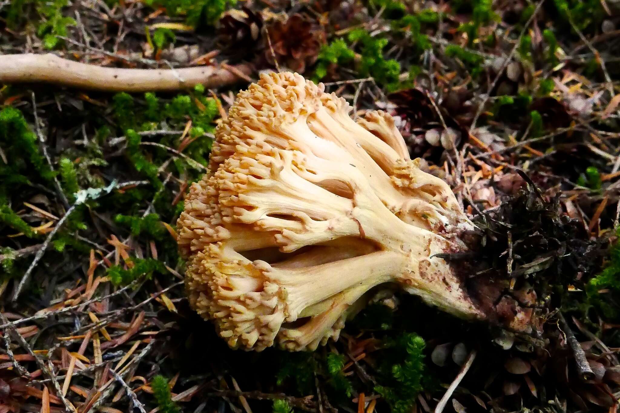 Image of Ramaria celerivirescens Marr & D. E. Stuntz 1974