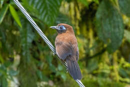 Image of Zeledon's Antbird