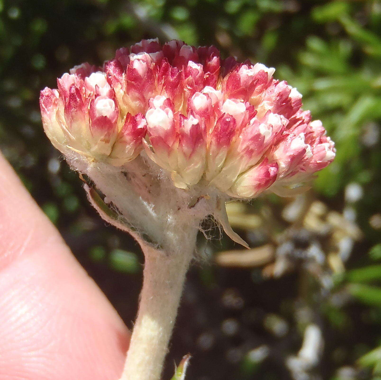 Image of Anaxeton arborescens (L.) Less.