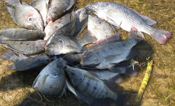 Image de Oreochromis andersonii (Castelnau 1861)