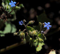 Image of Brunnera orientalis (Schenk) I. M. Johnst.