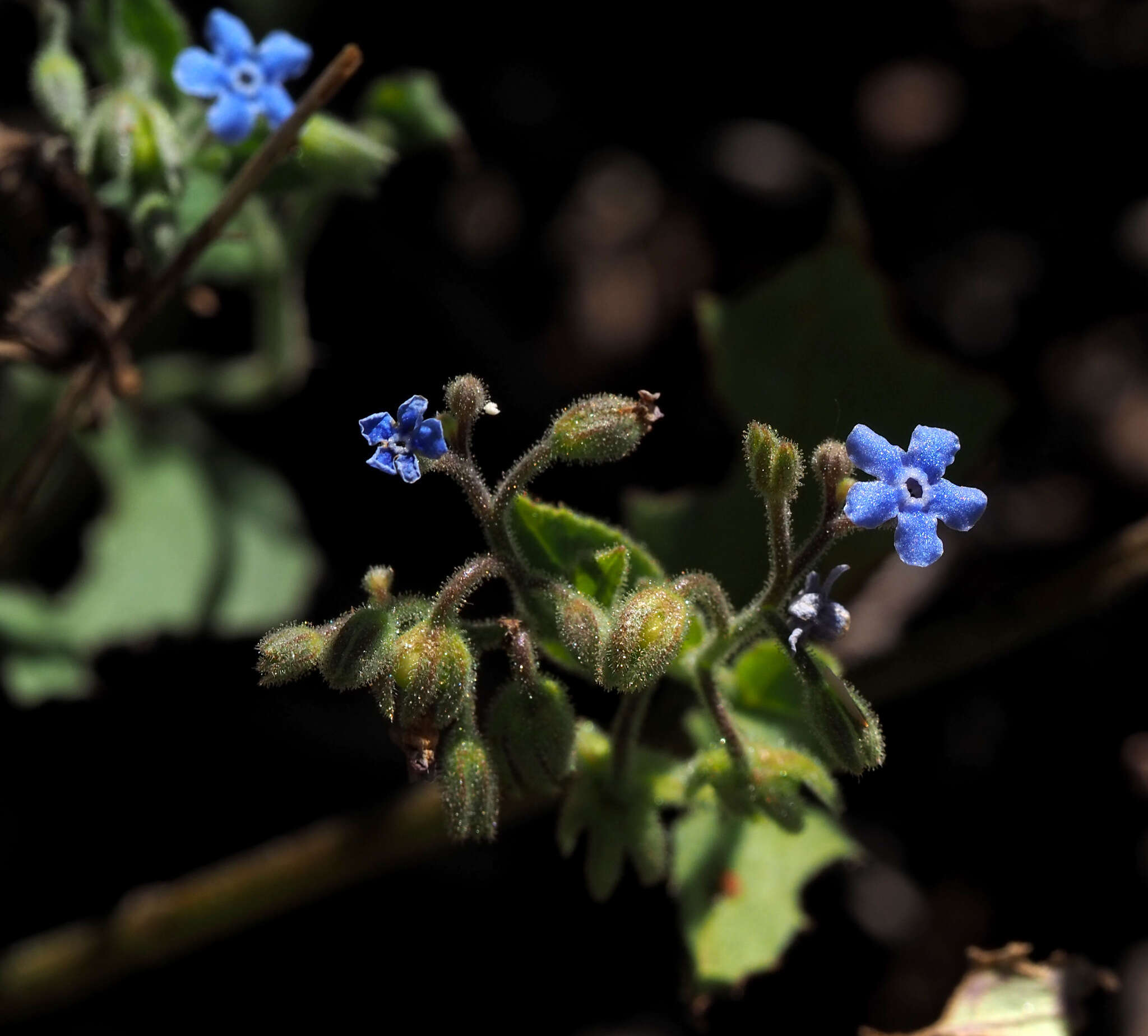 Plancia ëd Brunnera orientalis (Schenk) I. M. Johnst.