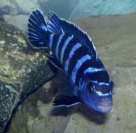 Image of Demason's cichlid