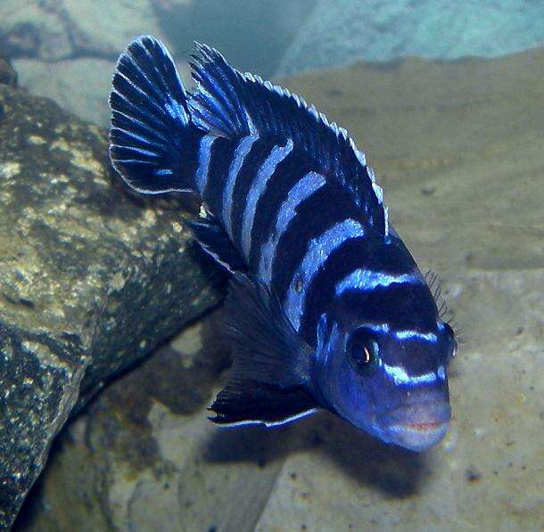 Image of Demason's cichlid